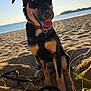Vénus a rejoint le concours — aidez-le/la à gagner de superbes lots ! dog, beach, sand, leash, black_fur, tan_fur, harness, collar, sunlight, outdoor, water, sky, grass, happy, pet, canine, nature, daytime, animal, playful
