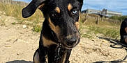 Vénus a rejoint le concours — aidez-le/la à gagner de superbes lots ! puppy, dog, beach, sand, blue_sky, clouds, grass, ears, two_toned_eyes, outdoor, sunlight, collar, leash, close_up, animal, pet, nature, daytime, cute, curious
