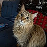Stella is registered to the contest to win money with this photo: cat, tabby, fluffy, long_hair, whiskers, green_eyes, upright_ears, pet, animal, portrait, close_up, sitting, indoors, couch, blanket, cozy, home, furniture, brown_fur, curious