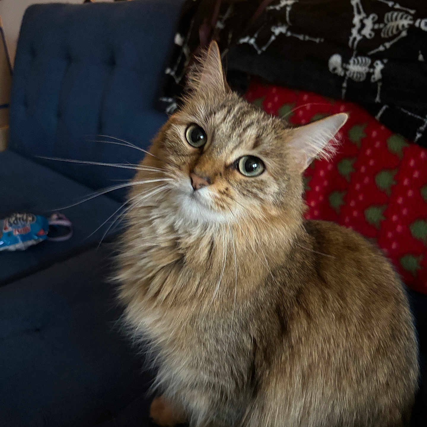 Stella