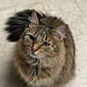 Stella is registered to the contest to win money with this photo: cat, long_hair, fluffy, tabby, brown, gray, green_eyes, whiskers, ears, tail, paws, sitting, portrait, indoor, floor, tile, home, pet, animal, looking_at_camera