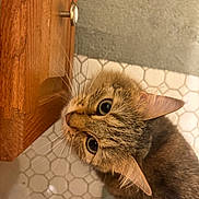 Stella is registered to the contest to win money with this photo: cat, tabby, feline, pet, animal, face, eyes, whiskers, ears, fur, brown, gray, striped, curious, portrait, close_up, indoor, bathroom, tile_floor, wooden_cabinet