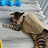 cat, kitten, tabby, striped_fur, paper_bag, playful, indoor, wood_floor, water_bottles, packaged_water, relaxed, lying_down, pet, animal, feline, ears, whiskers, tail, home, funny