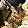 cat, tabby_cat, feline, pet, animal, fur, whiskers, green_eyes, ears, face, portrait, lying_down, relaxed, blanket, cozy, indoors, close_up, brown_fur, striped_fur, photography