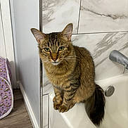Astro is registered to the contest to win money with this photo: cat, tabby_cat, pet, animal, portrait, sitting, bathroom, bathtub, marble_tiles, tile_wall, fluffy_tail, whiskers, ears, green_eyes, fur, striped_fur, indoor, home, bathroom_fixture, photography