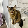 cat, tabby_cat, pet, animal, portrait, sitting, bathroom, bathtub, marble_tiles, tile_wall, fluffy_tail, whiskers, ears, green_eyes, fur, striped_fur, indoor, home, bathroom_fixture, photography