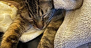 Astro joined the competition — help win amazing prizes! cat, tabby_cat, sleeping, pet, animal, fur, whiskers, paws, closed_eyes, relaxed, cozy, blanket, fleece, cuddling, indoors, couch, black_leather, warm_lighting, portrait, cute