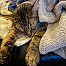 cat, tabby_cat, sleeping, pet, animal, fur, whiskers, paws, closed_eyes, relaxed, cozy, blanket, fleece, cuddling, indoors, couch, black_leather, warm_lighting, portrait, cute