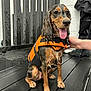 dog, wet, orange_life_jacket, tongue_out, happy, black_floor, hand, paw, sitting, wooden_floor, fur, pet, animal, indoor, smiling, support, rain, water_droplets, black_and_tan, canine