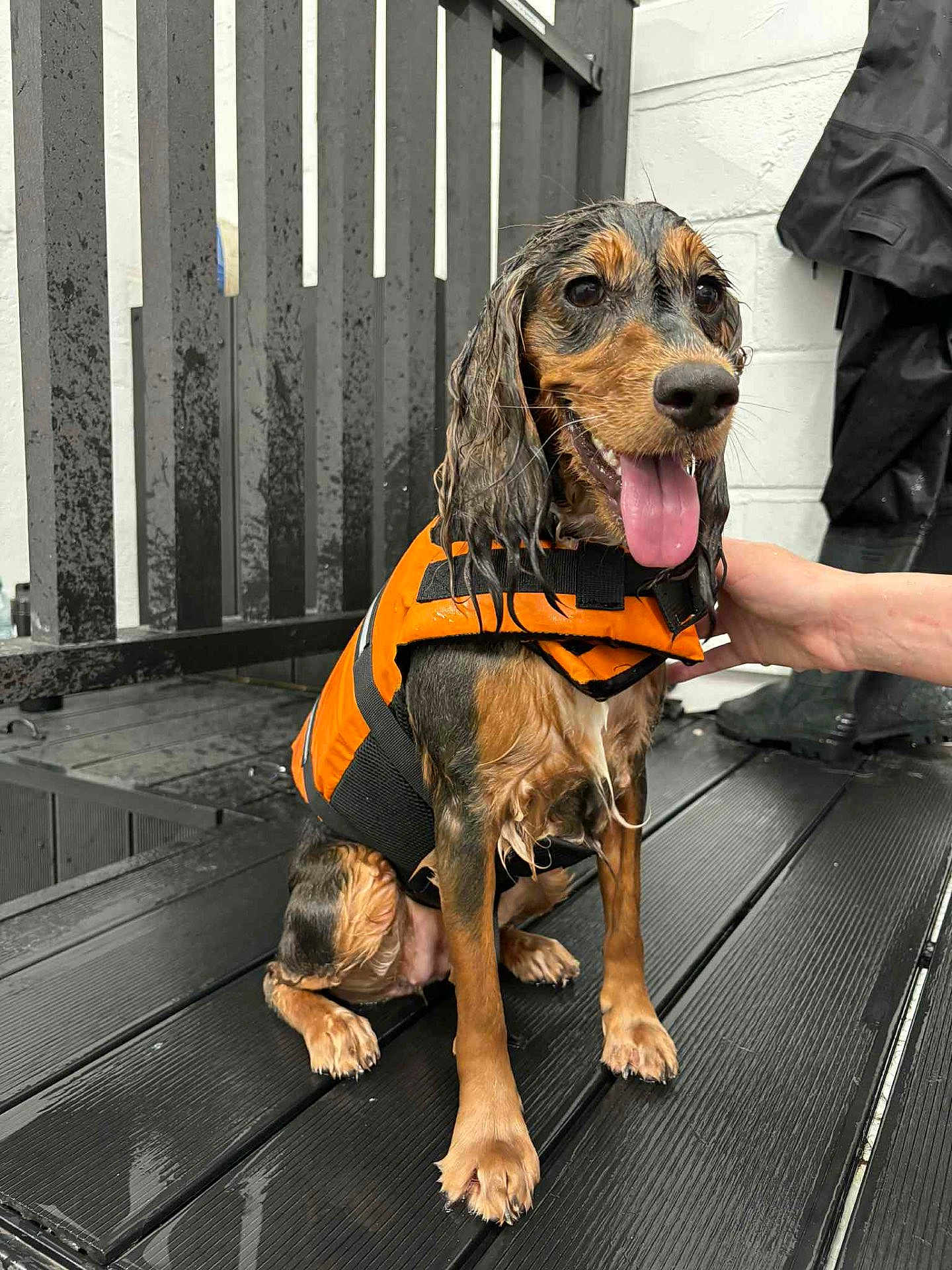 Rosie is registered to the contest to win money with this photo: dog, wet, orange_life_jacket, tongue_out, happy, black_floor, hand, paw, sitting, wooden_floor, fur, pet, animal, indoor, smiling, support, rain, water_droplets, black_and_tan, canine
