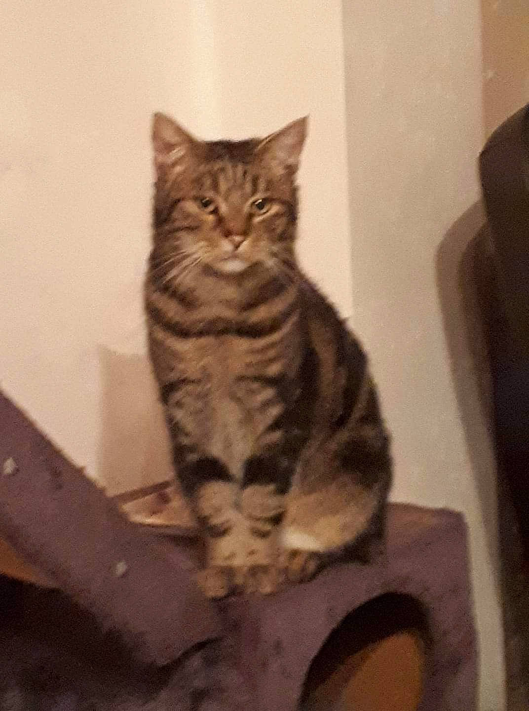 Benji a rejoint le concours — aidez-le/la à gagner de superbes lots ! aegean_cat, american_shorthair, asian, california_spangled, carnivore, cat, domestic_short_haired_cat, dragon_li, egyptian_mau, european_shorthair, felidae, kitten, mammal, ocicat, small_to_medium_sized_cats, sokoke, tabby_cat, whiskers