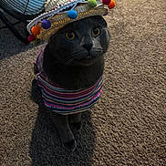 Mishu is registered to the contest to win money with this photo: animal, attentive, carpet, cat, colorful_clothing, cute, domestic_cat, eyes, face, fan, feline, gray_cat, hat, indoor, pet, pom_poms, sitting, sombrero, striped_shirt, whiskers