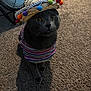 animal, attentive, carpet, cat, colorful_clothing, cute, domestic_cat, eyes, face, fan, feline, gray_cat, hat, indoor, pet, pom_poms, sitting, sombrero, striped_shirt, whiskers