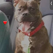 Princess joined the competition — help win amazing prizes! dog, pet, car, seat, red_collar, happy, tongue_out, brindle_coat, leash, interior, window, sunlight, smiling, canine, domestic_animal, transportation, vehicle, companion, cute, heart_emoji