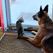 Abby is registered to the contest to win money with this photo: animal, cat, companions, curiosity, curious, dog, domestic, floor_mat, german_shepherd, glass_door, home, indoor, looking_outside, pet, plant_pot, quiet, side_view, tabby, window, wood_floor