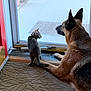 animal, cat, companions, curiosity, curious, dog, domestic, floor_mat, german_shepherd, glass_door, home, indoor, looking_outside, pet, plant_pot, quiet, side_view, tabby, window, wood_floor