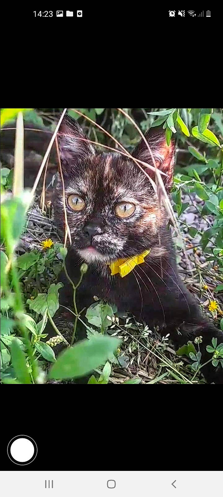 Mimolette a rejoint le concours — aidez-le/la à gagner de superbes lots ! art, black_cat, carnivore, cat, domestic_short_haired_cat, fawn, felidae, fur, grass, groundcover, jungle, organism, plant, small_to_medium_sized_cats, snout, tail, terrestrial_animal, terrestrial_plant, whiskers, wildlife