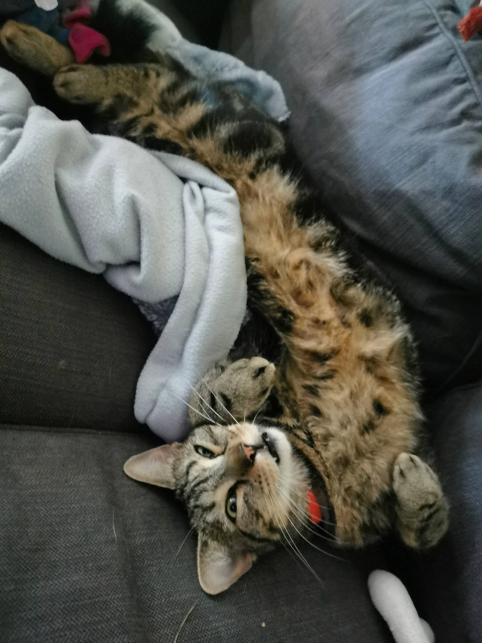 Gommette a rejoint le concours — aidez-le/la à gagner de superbes lots ! cat, claw, comfort, couch, domestic_short_haired_cat, felidae, foot, fur, grey, mammal, nap, paw, sitting, small_to_medium_sized_cats, tail, terrestrial_animal, vertebrate, whiskers, wildlife