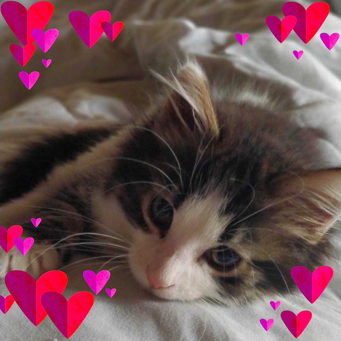 Bouboule a rejoint le concours — aidez-le/la à gagner de superbes lots ! carmine, carnivore, cat, christmas, comfort, domestic_short_haired_cat, felidae, fur, holiday, lap, magenta, paw, petal, photo_caption, small_to_medium_sized_cats, snout, tail, textile, whiskers, window