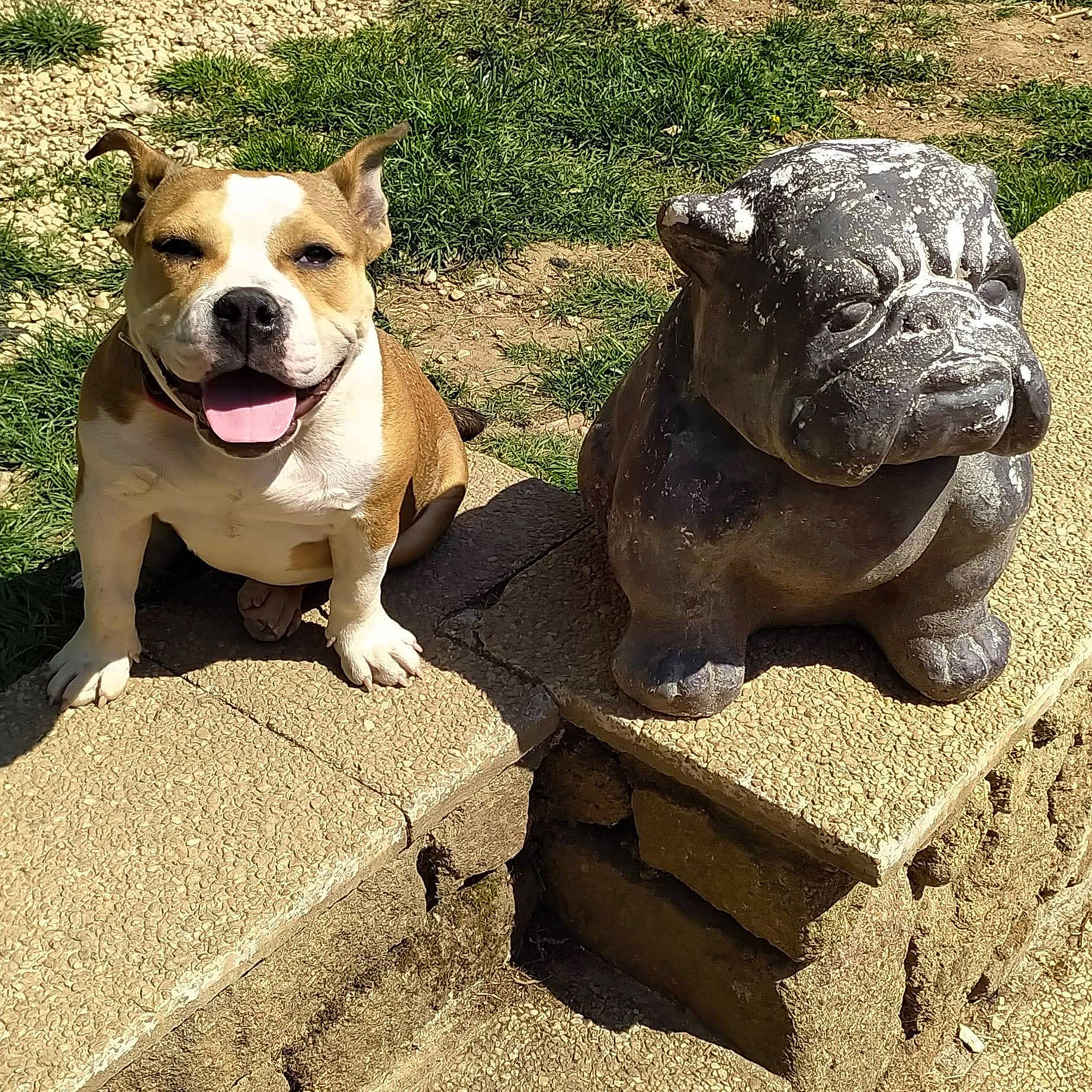 Vanille participe au concours pour gagner de l'argent avec cette photo : art, carnivore, collar, companion_dog, dog, dog_breed, dog_collar, eye, fawn, grass, lawn_ornament, leash, pet_supply, plant, sculpture, snout, statue, terrestrial_animal, working_animal, wrinkle