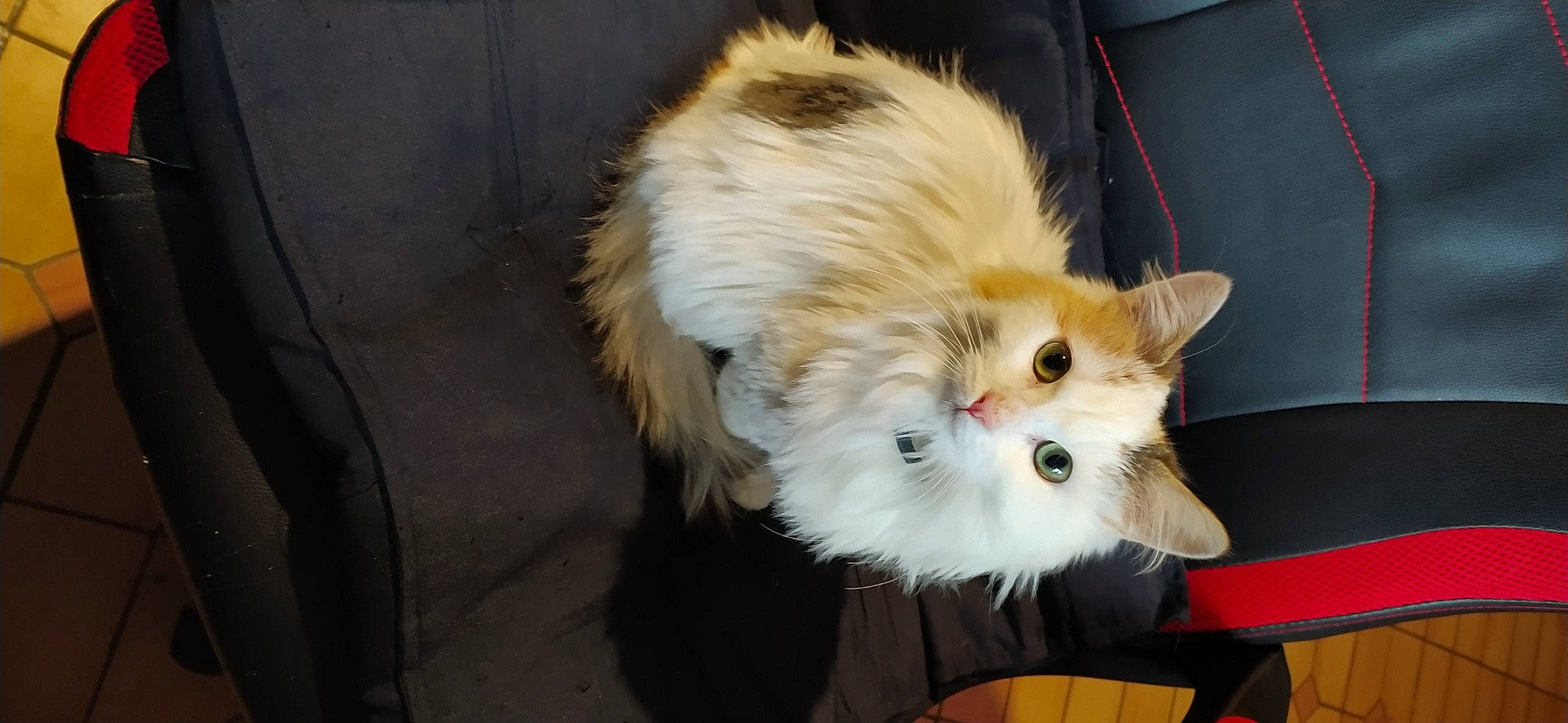 Savannah participe au concours pour gagner de l'argent avec cette photo : british_longhair, canidae, carnivore, cat, claw, companion_dog, fawn, felidae, fur, paw, persian, small_to_medium_sized_cats, snout, tail, terrestrial_animal, whiskers