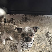 Frankie B. joined the competition — help win amazing prizes! attention, bandana, big_eyes, carpet, cute, dog, domestic_animal, ears, face, floor, fur, home_interior, indoor, looking_up, muzzle, pet, portrait, small_dog, standing, tail