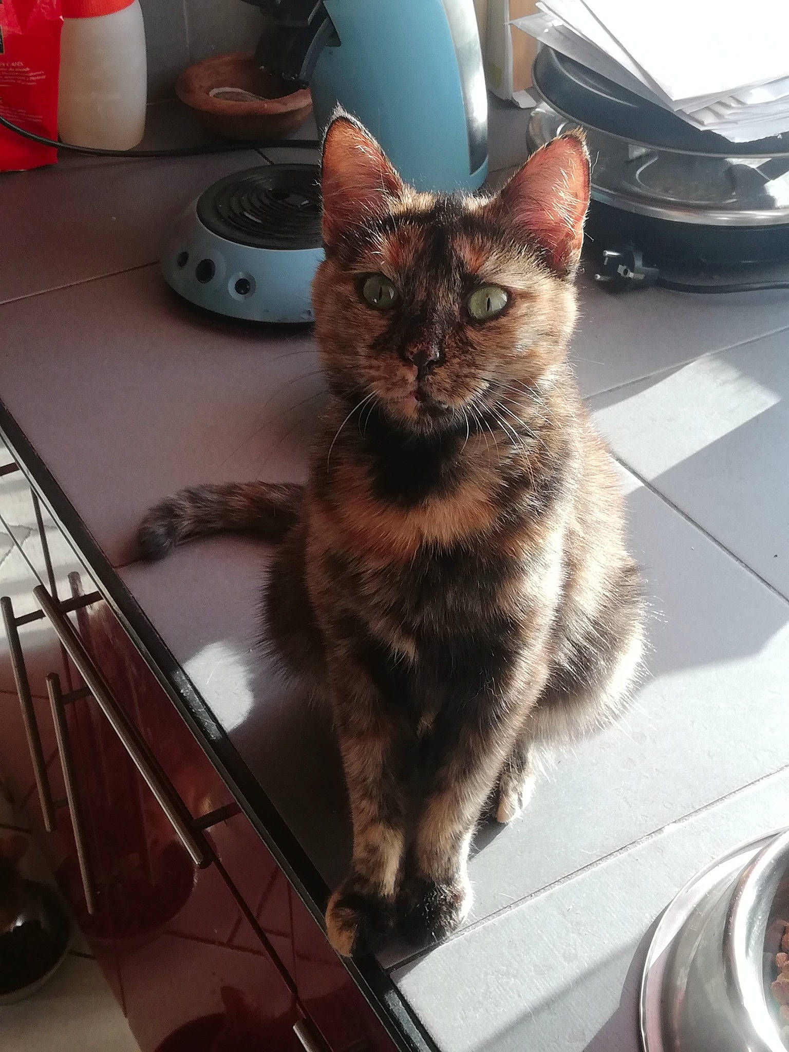 Louve participe au concours pour gagner de l'argent avec cette photo : automotive_tire, black_cat, carnivore, cat, claw, domestic_short_haired_cat, eye, felidae, floor, flooring, fur, paw, plant, small_to_medium_sized_cats, snout, table, tail, vehicle, whiskers, window