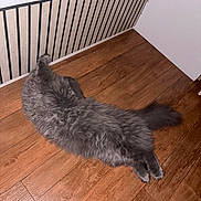 Miny a rejoint le concours — aidez-le/la à gagner de superbes lots ! cat, gray_cat, fluffy, long_hair, fur, pet, animal, lying_down, stretched, tail, paws, indoor, wooden_floor, flooring, staircase, railing, home, hallway, relaxed, photography
