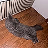 cat, gray_cat, fluffy, long_hair, fur, pet, animal, lying_down, stretched, tail, paws, indoor, wooden_floor, flooring, staircase, railing, home, hallway, relaxed, photography