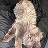 cat, fluffy, gray_cat, sleeping, relaxed, lying_down, upside_down, pet, furry, long_hair, whiskers, paws, face, indoors, blanket, dark_background, cozy, portrait, cute, nap