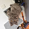 cat, gray_cat, fluffy, long_hair, golden_eyes, pet, animal, feline, lying_down, cat_tree, scratching_post, indoor, home, vacuum_cleaner, wooden_floor, gray, cozy, portrait, upside_down, funny_pose