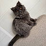 cat, kitten, fluffy, long_hair, gray_fur, golden_eyes, pet, animal, portrait, staircase, carpet, indoor, home, sitting, lounging, tail, whiskers, ears, cute, photography