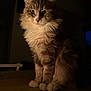 animal, calm, cat, cozy, cute, dark_background, domestic, ears, face, feline, fluffy, fur, indoor, low_light, paws, pet, portrait, sitting, whiskers, wooden_surface