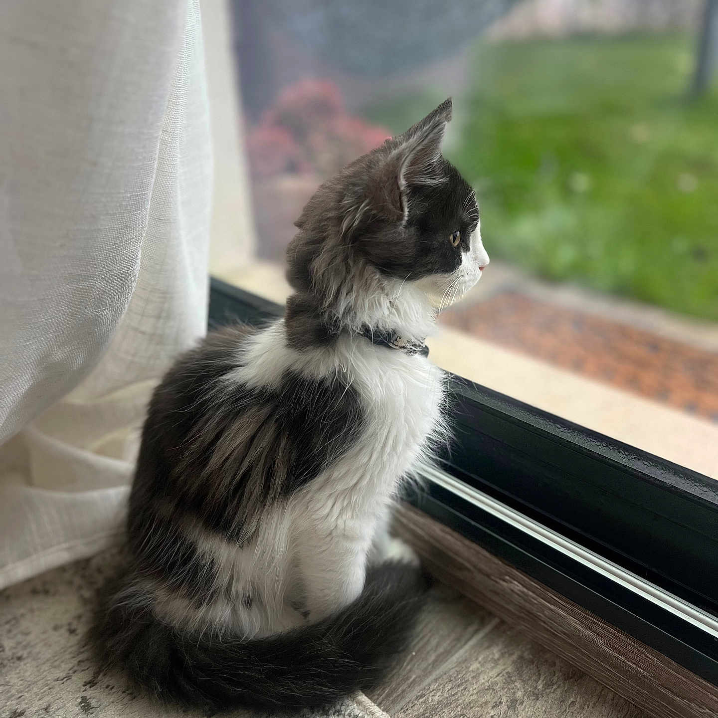 Nusnus participe au concours pour gagner de l'argent avec cette photo : abyssinian, angora, animal, cat, kitten, manx, pet, window, windowsill