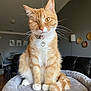Luna joined the competition — help win amazing prizes! cat, orange_tabby, winking, collar, heart_charm, fluffy_tail, white_paws, cat_bed, cozy, indoor, living_room, furniture, wall_art, lamp, wood_floor, pet, cute, domestic_cat, portrait, sitting