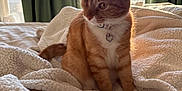 Luna is registered to the contest to win money with this photo: cat, ginger_cat, one-eyed, pet, indoor, blanket, bed, sunlight, window, curtains, cozy, feline, fur, whiskers, collar, heart_charm, relaxed, sitting, domestic_animal, cute