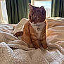 cat, ginger_cat, one-eyed, pet, indoor, blanket, bed, sunlight, window, curtains, cozy, feline, fur, whiskers, collar, heart_charm, relaxed, sitting, domestic_animal, cute