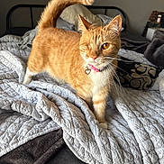 Luna joined the competition — help win amazing prizes! cat, orange_tabby, one-eyed, bed, blanket, collar, heart_charm, feline, pet, indoor, fur, whiskers, tail, curled_tail, curious, cozy, bedroom, soft_light, domestic_cat, cute