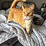 cat, orange_tabby, one-eyed, bed, blanket, collar, heart_charm, feline, pet, indoor, fur, whiskers, tail, curled_tail, curious, cozy, bedroom, soft_light, domestic_cat, cute