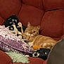 Luna is registered to the contest to win money with this photo: cat, orange_tabby, one_eye_closed, couch, red_couch, purple_pillow, blanket, furniture, indoor, pet, relaxed, cozy, soft_texture, home, resting, cute, feline, paw, fur, domestic_animal