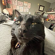 Salem joined the competition — help win amazing prizes! black_cat, close_up, cat, indoor, bed, collar, tag, wall_art, guitar, pillow, blanket, room, decoration, furniture, cozy, pet, whiskers, relaxed, expression, home