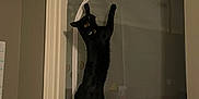 Salem is registered to the contest to win money with this photo: black_cat, cat, climbing, screen_door, door_frame, night, indoor, shadow, pet, animal, feline, collar, window_screen, vertical, curious, home, dark, silhouette, clawing, quiet