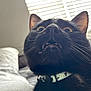 Salem is registered to the contest to win money with this photo: black_cat, cat, pet, close_up, whiskers, collar, indoor, bed, window_blinds, fur, animal, wide_eyes, teeth, cute, curious, domestic_cat, feline, face, sleeping_area, light