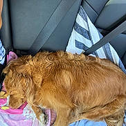 Peanut participe au concours pour gagner de l'argent avec cette photo : dog, golden_retriever, sleeping, car, backseat, seatbelt, towel, striped_shirt, human_arm, resting, fur, pet, cozy, animal, transportation, travel, domestic_animal, mammal, relaxing, indoors