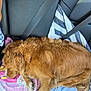 dog, golden_retriever, sleeping, car, backseat, seatbelt, towel, striped_shirt, human_arm, resting, fur, pet, cozy, animal, transportation, travel, domestic_animal, mammal, relaxing, indoors