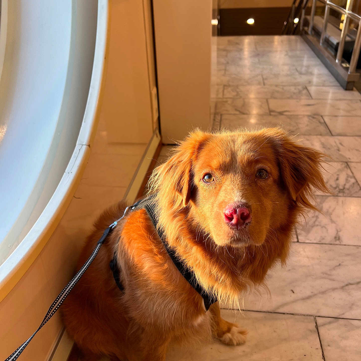 Peanut participe au concours pour gagner de l'argent avec cette photo : animal, calm, canine, companion, curious, dog, domestic, fur, gentle, golden_brown, harness, indoor, leash, light, marble_floor, pet, portrait, reflection, sitting, window