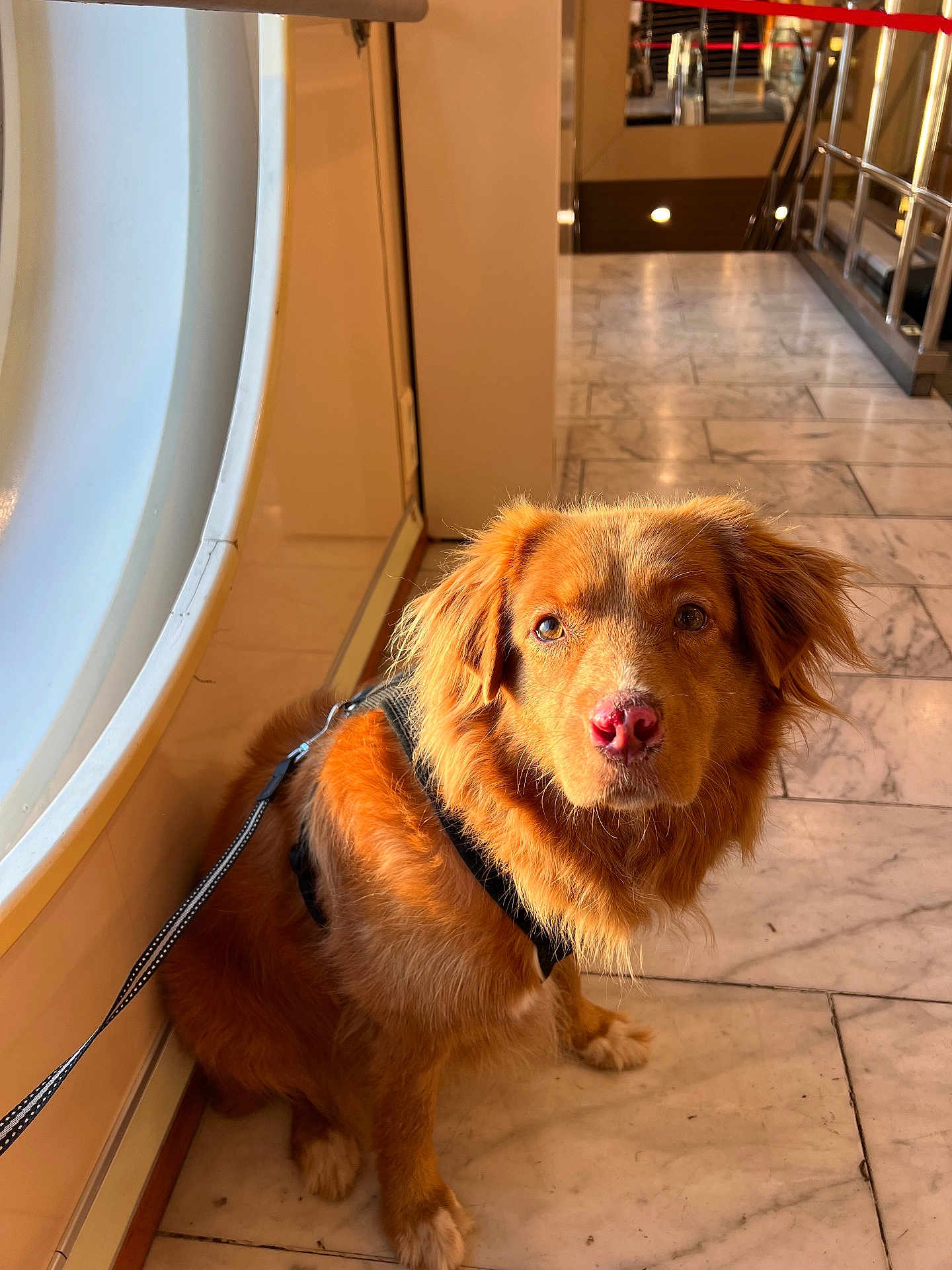 Peanut participe au concours pour gagner de l'argent avec cette photo : dog, golden_brown, leash, harness, marble_floor, indoor, window, pet, animal, sitting, curious, fur, canine, domestic, companion, portrait, light, reflection, calm, gentle