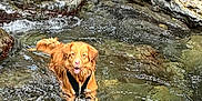 Peanut a rejoint le concours — aidez-le/la à gagner de superbes lots ! dog, golden_retriever, water, stream, rocks, outdoor, nature, river, wet, animal, pet, canine, greenery, playful, summer, adventure, daylight, fur, happy, landscape
