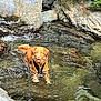 dog, golden_retriever, water, stream, rocks, outdoor, nature, river, wet, animal, pet, canine, greenery, playful, summer, adventure, daylight, fur, happy, landscape
