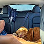 Peanut a rejoint le concours — aidez-le/la à gagner de superbes lots ! dog, sleeping, car_interior, backseat, sunlight, person, legs, jacket, seatbelt, relaxation, pet, companion, cozy, resting, summer, casual, furry, domestic_animal, transport, travel
